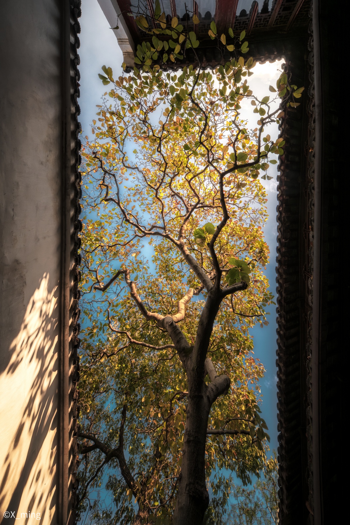 ©X_mingFFⅡ 12mm F2.8 C&D-Dreamer