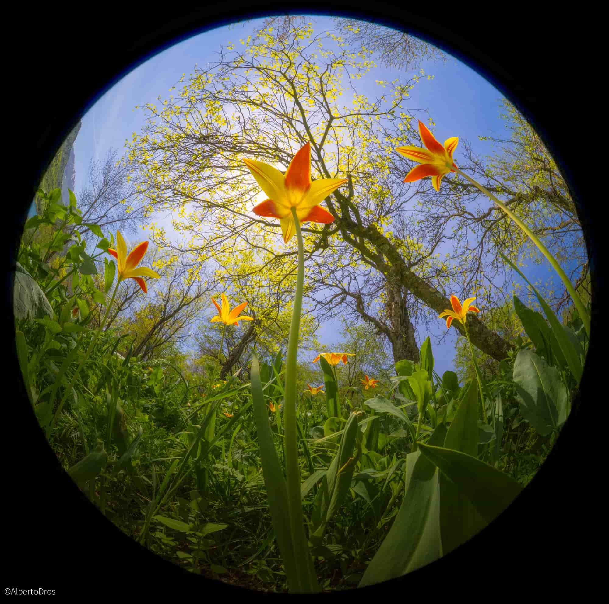 ©Alberto DrosFFⅡ 8-15mm F2.8 FISHEYE ZOOM