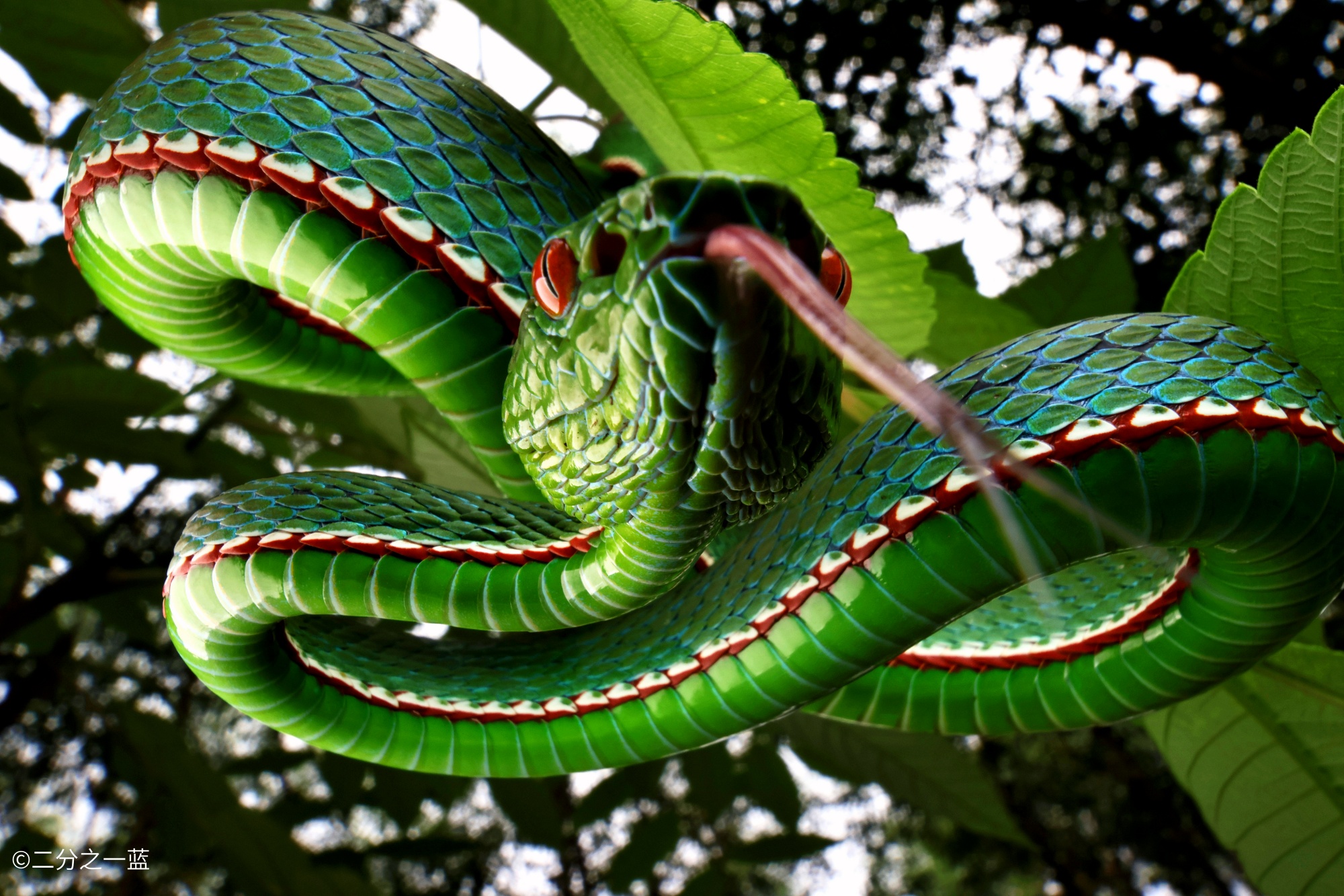 ©二分之一蓝FF 15mm F4.5 Wide Angle MACRO 1:2