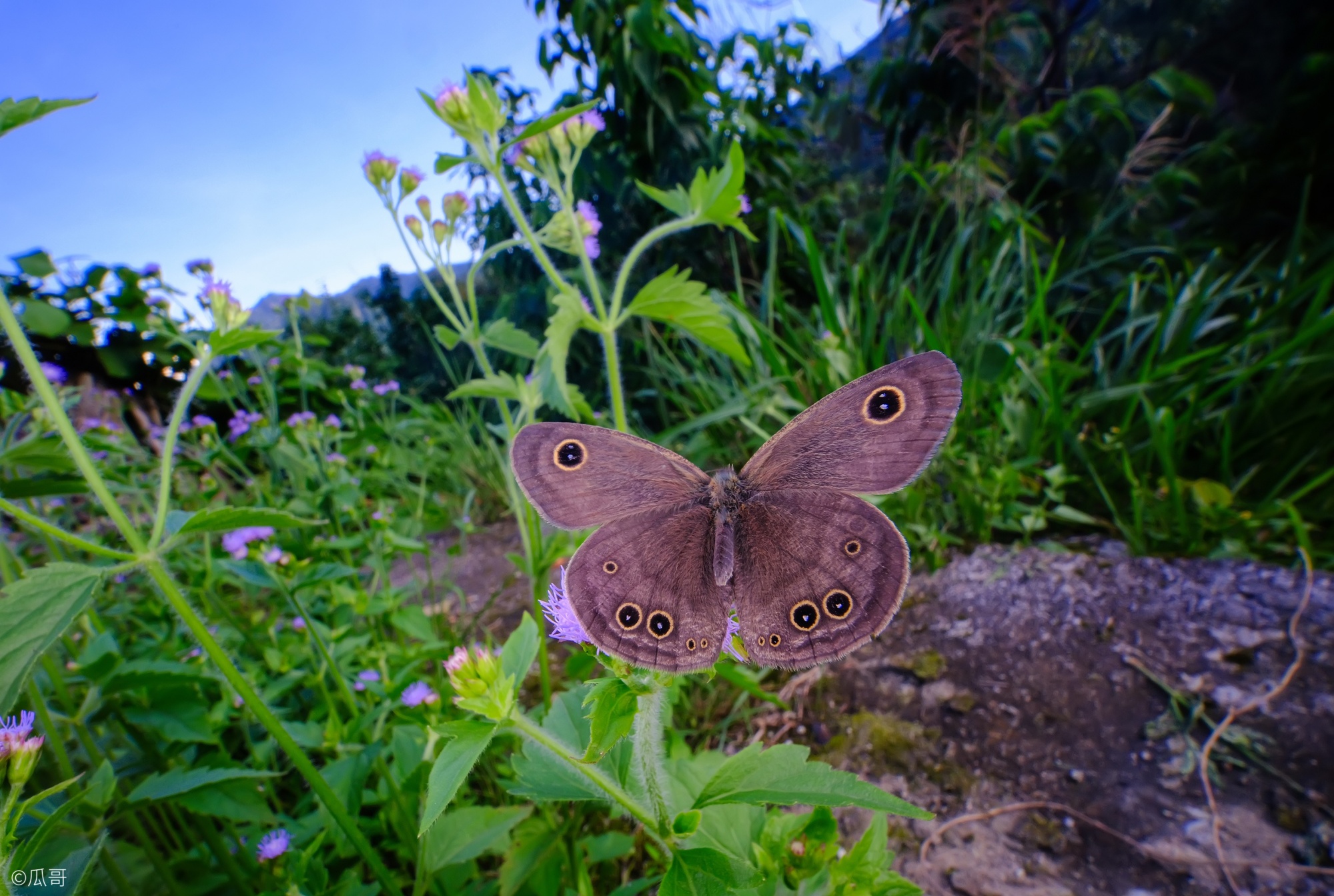 ©瓜哥FF 15mm F4.5 Wide Angle MACRO 1:2