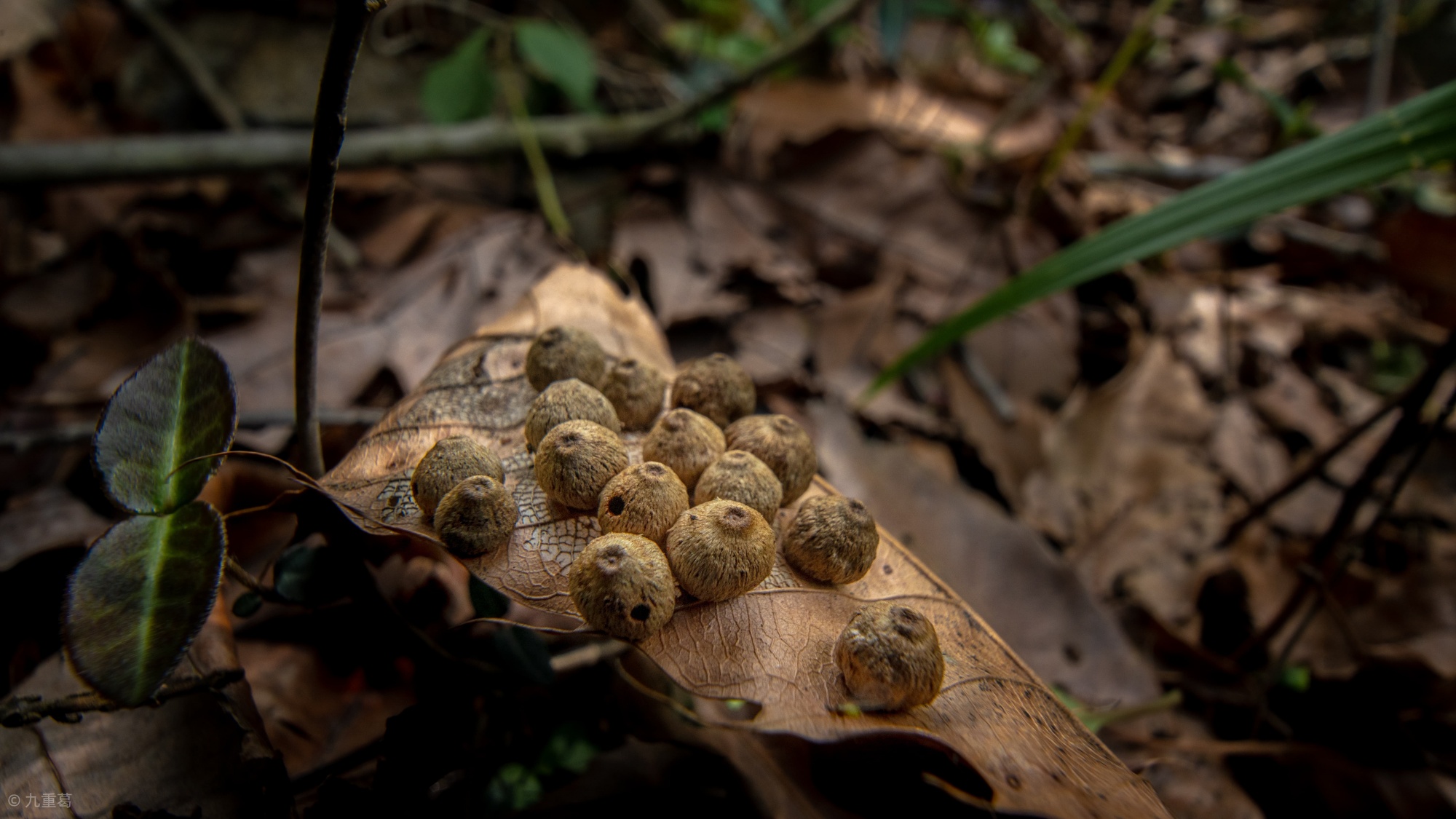 FF 15mm F4.5 Wide Angle MACRO 1:2