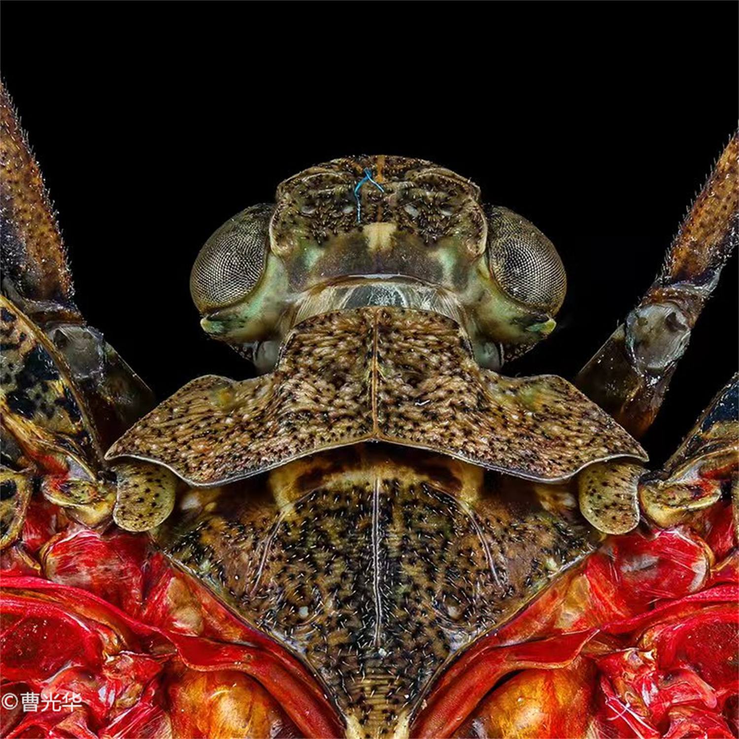 ©曹光华 FFⅡ TS 55mm F2.8 Macro 1X