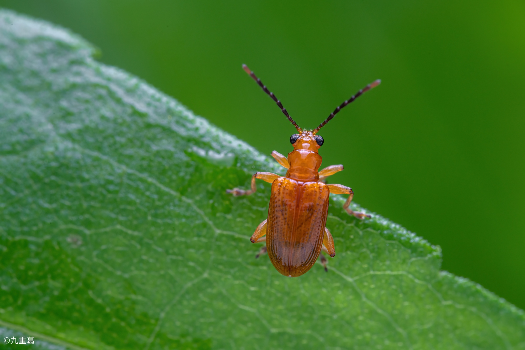 ©九重葛90mm F2.8 CA-Dreamer Macro 2X