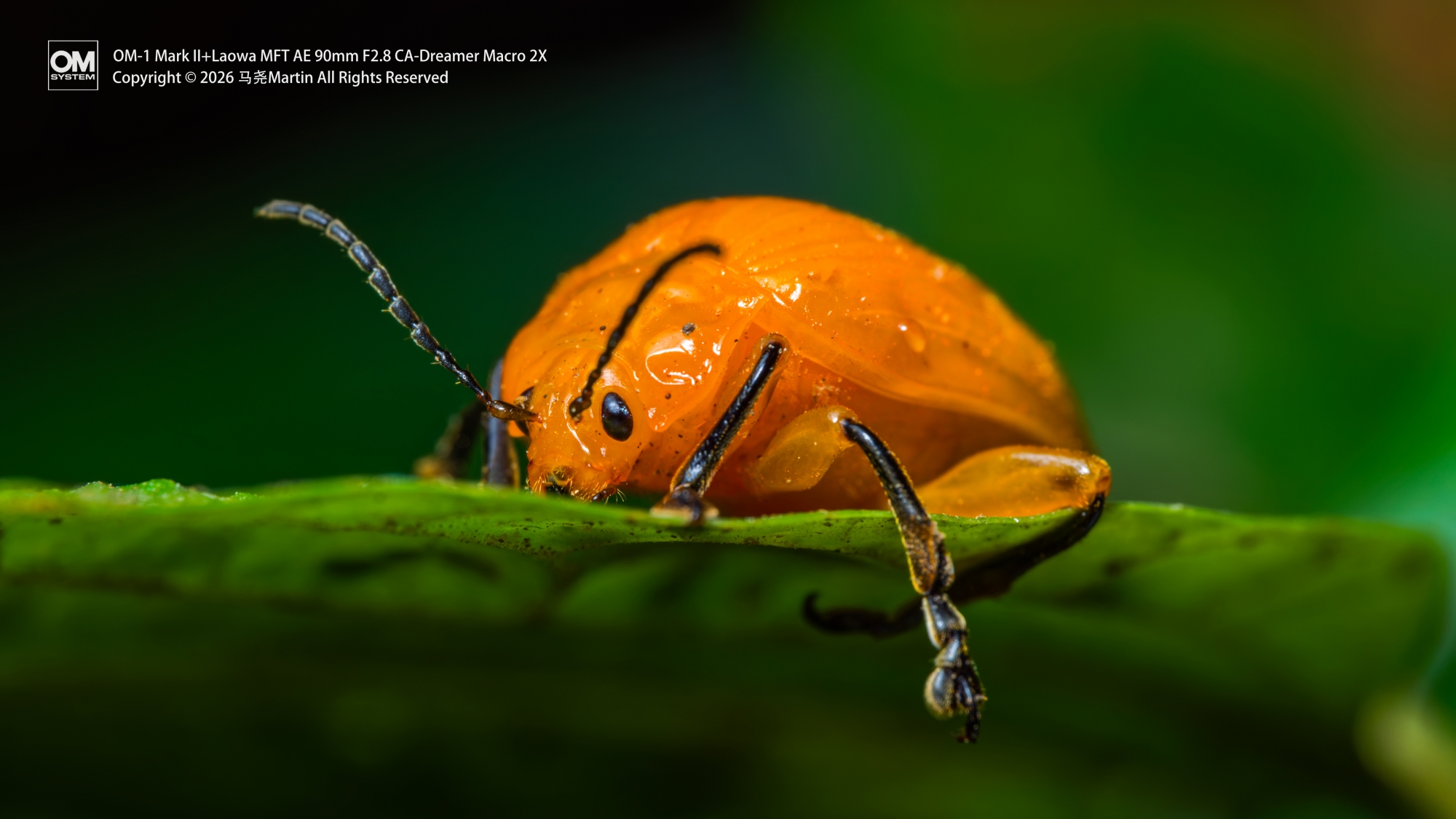 ©马尧Martin90mm F2.8 CA-Dreamer Macro 2X