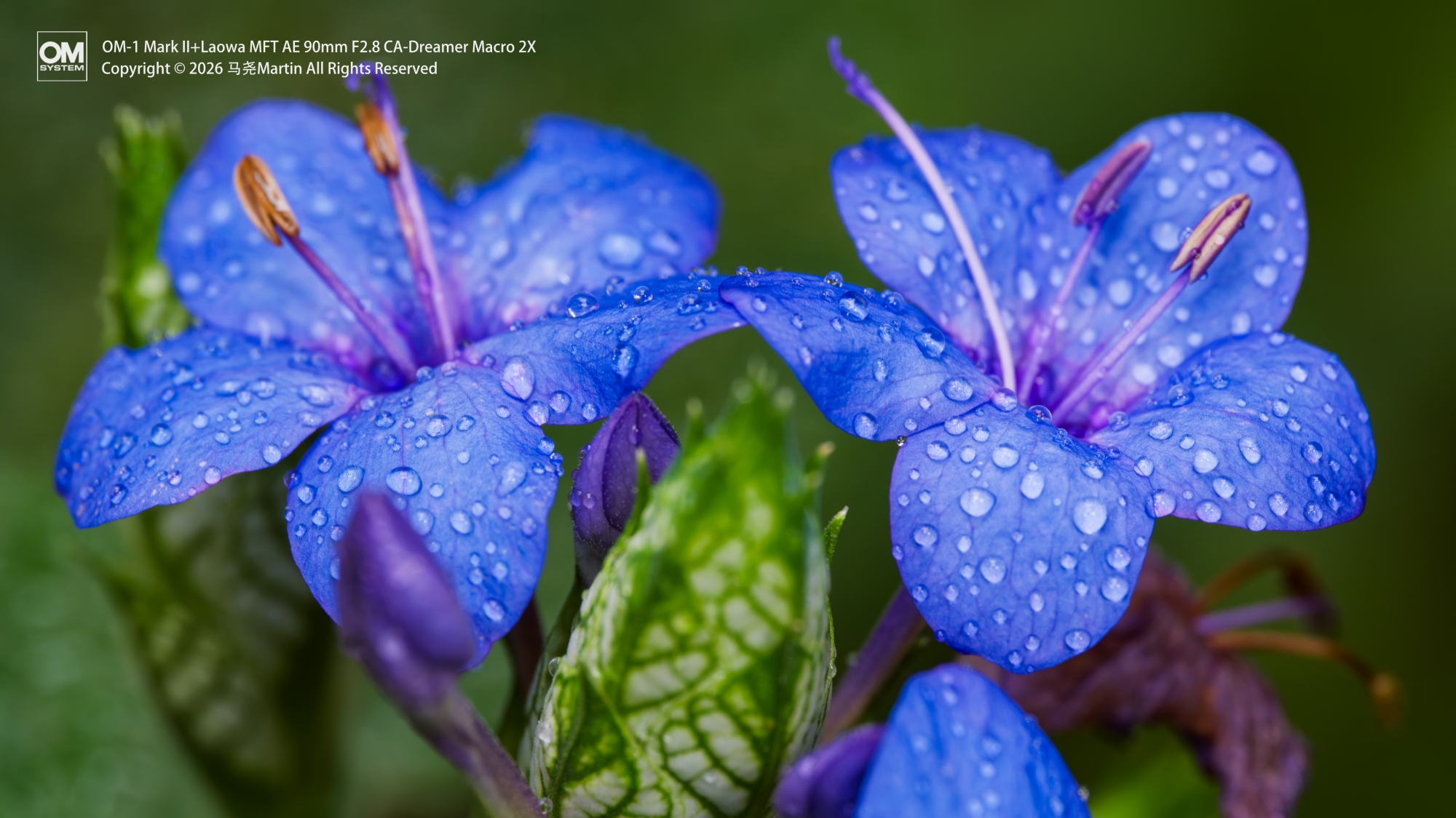 ©马尧Martin90mm F2.8 CA-Dreamer Macro 2X