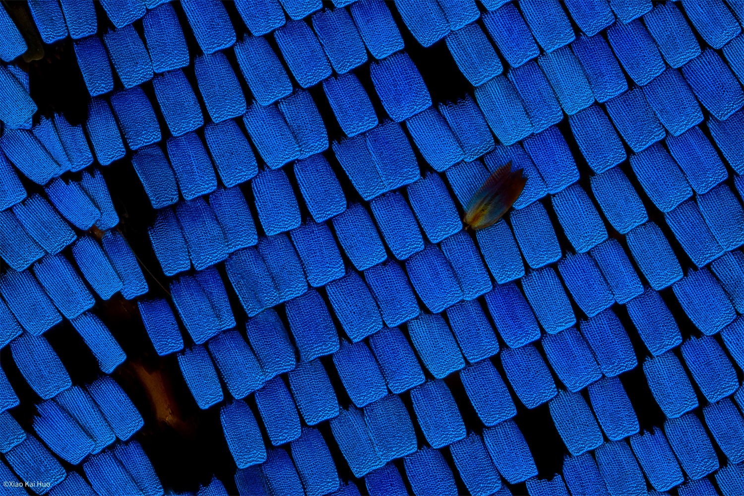 ©Xiao Kai HuoAurogon FF 10-50x NA0.5 Supermicro APO