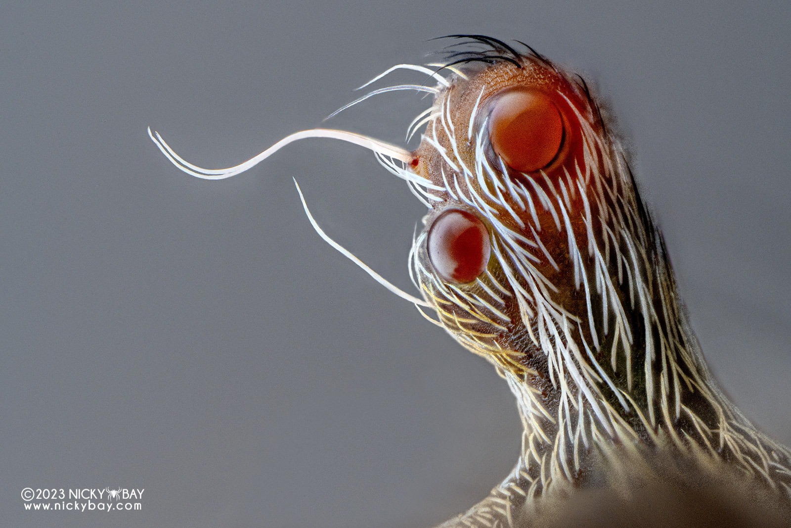 ©Nicky BayAurogon FF 10-50x NA0.5 Supermicro APO