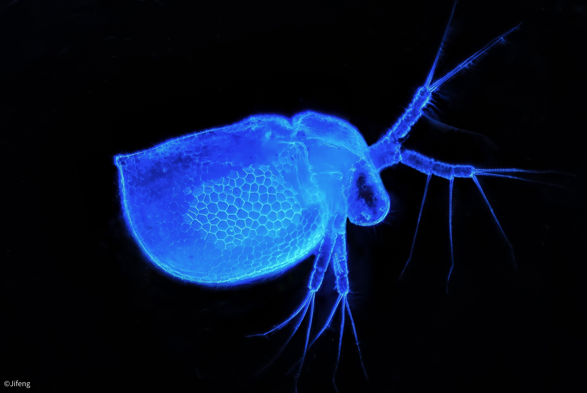 ©JifengAurogon FF 10-50x NA0.5 Supermicro APO