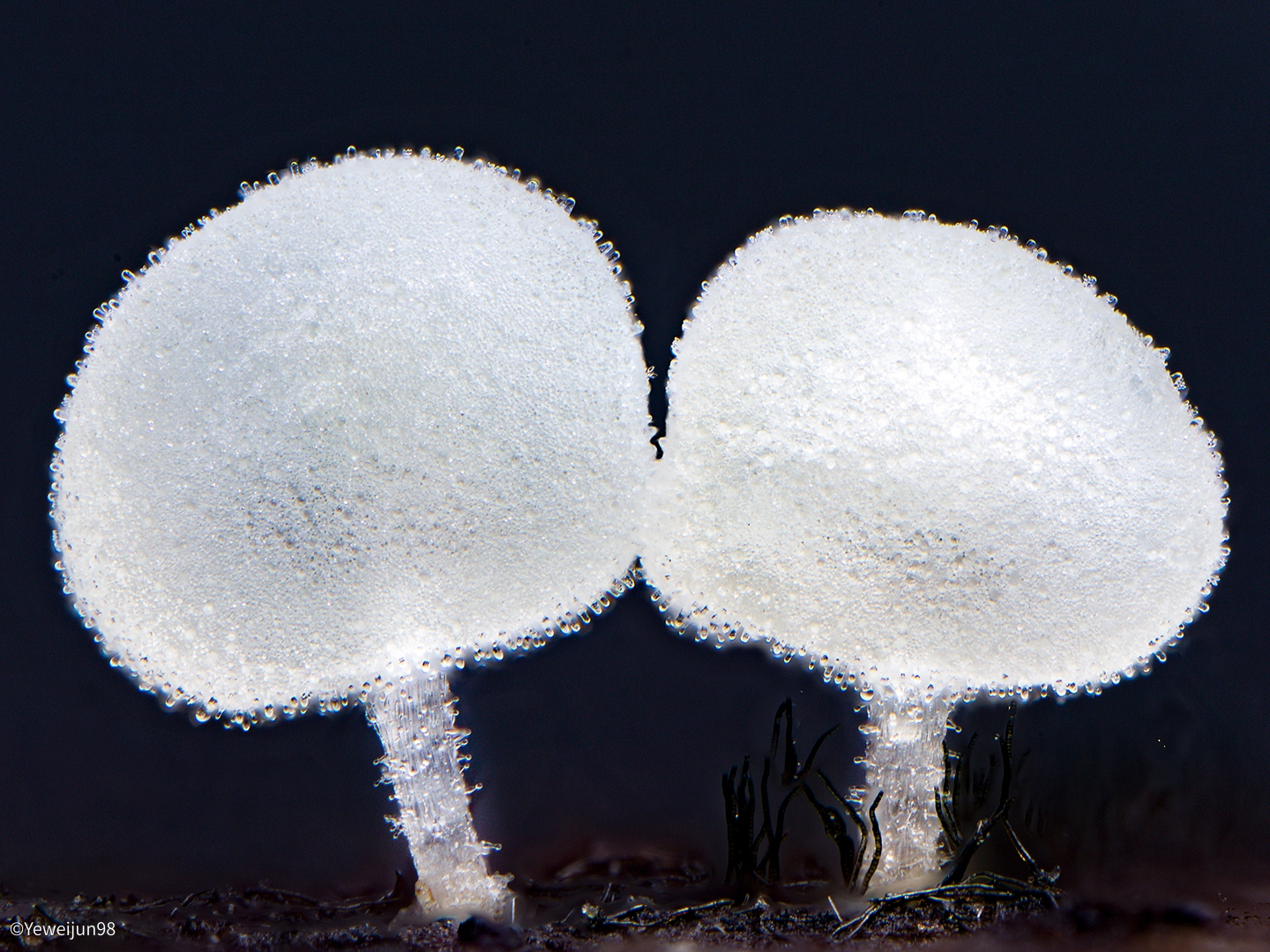 ©Yeweijun98Aurogon FF 10-50x NA0.5 Supermicro APO