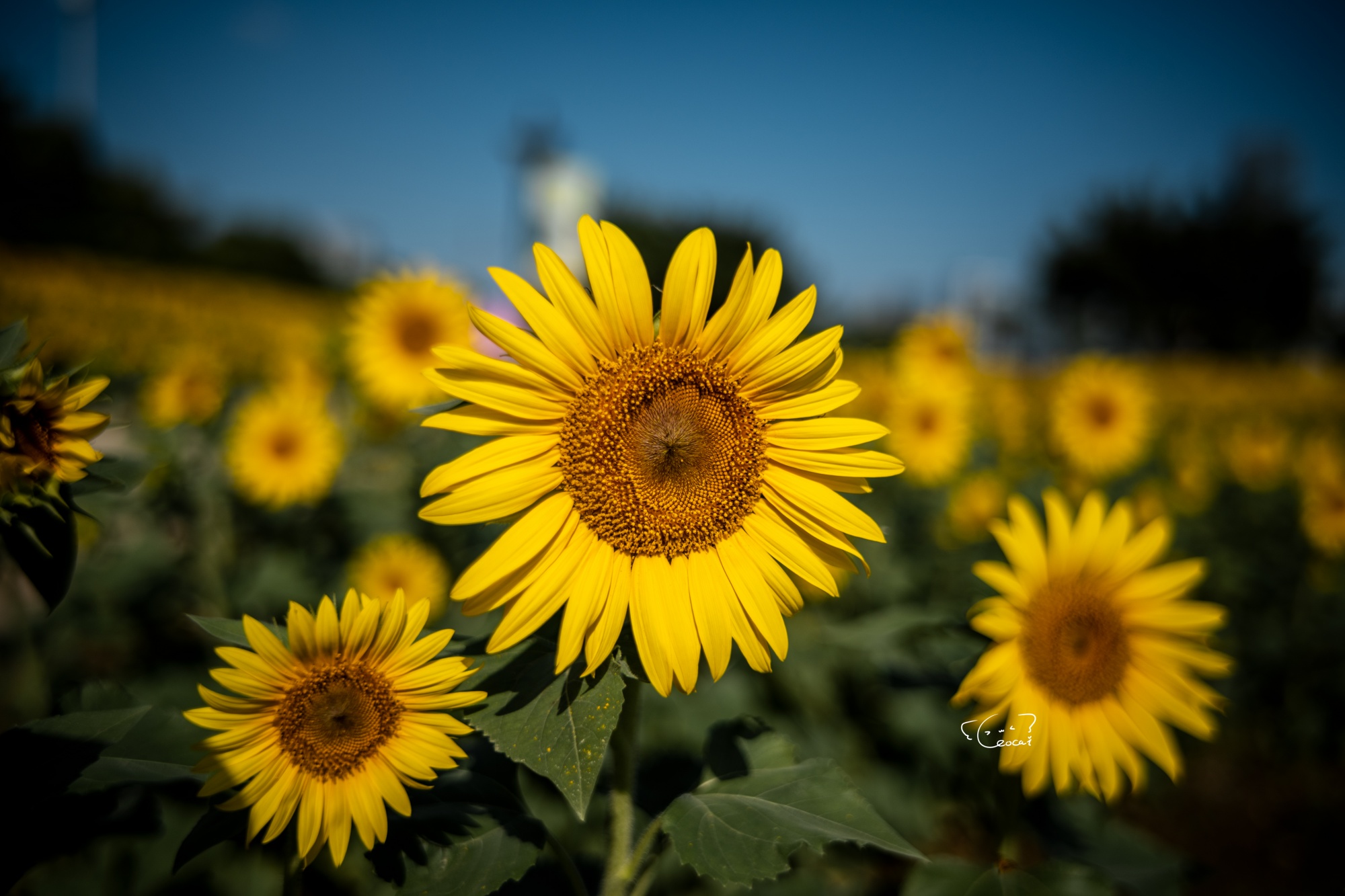 ©Leo Cai Yin Lin FFⅡ Argus 28mm F1.2