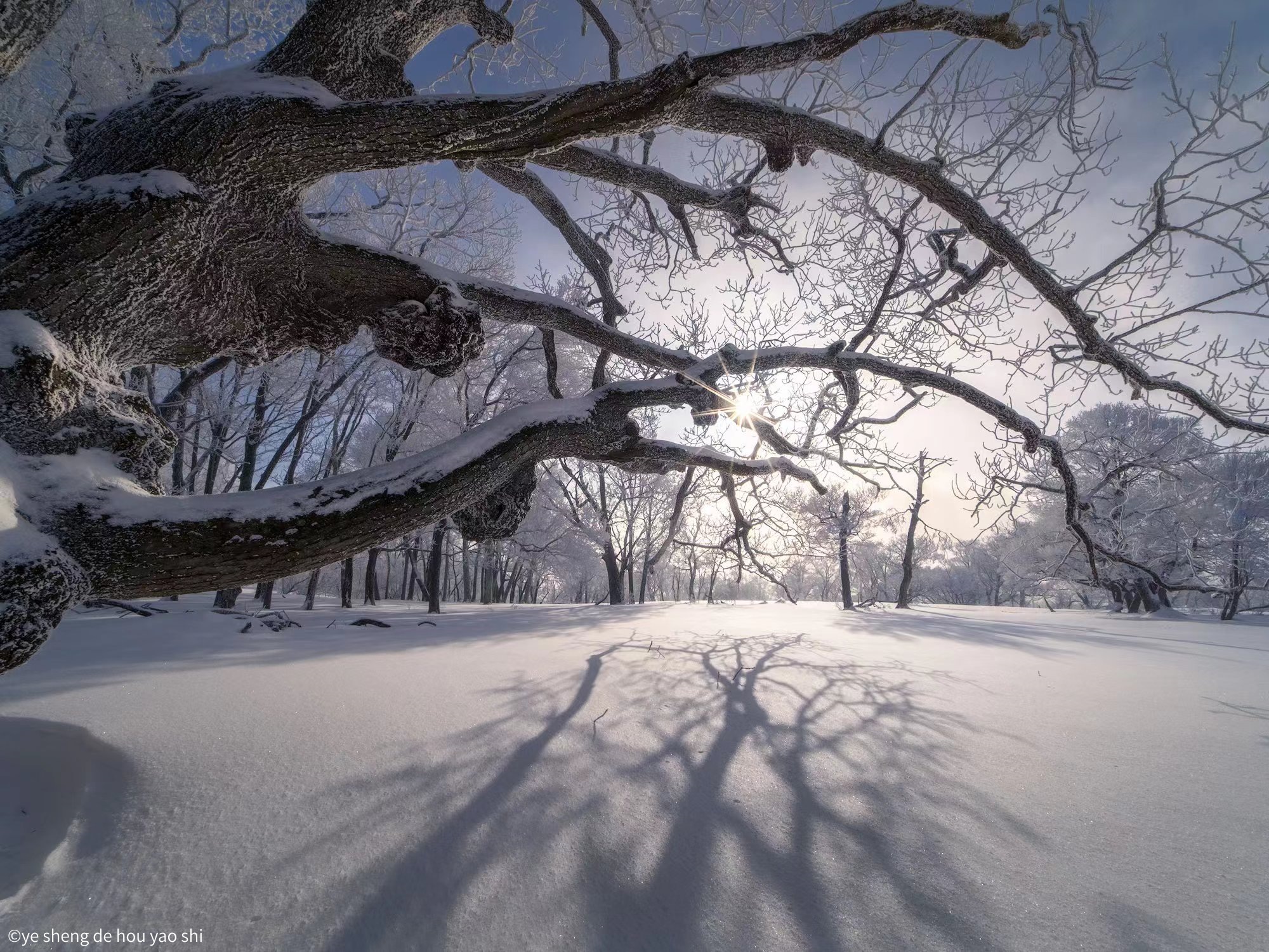 ©ye sheng de hou yao shiMFT 6mm F2.0 C&D -Dreamer