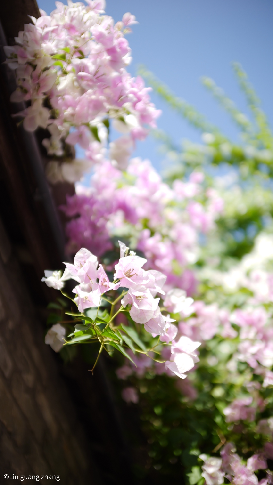 ©Lin guang zhangMFT Argus 18mm f/0.95 APO