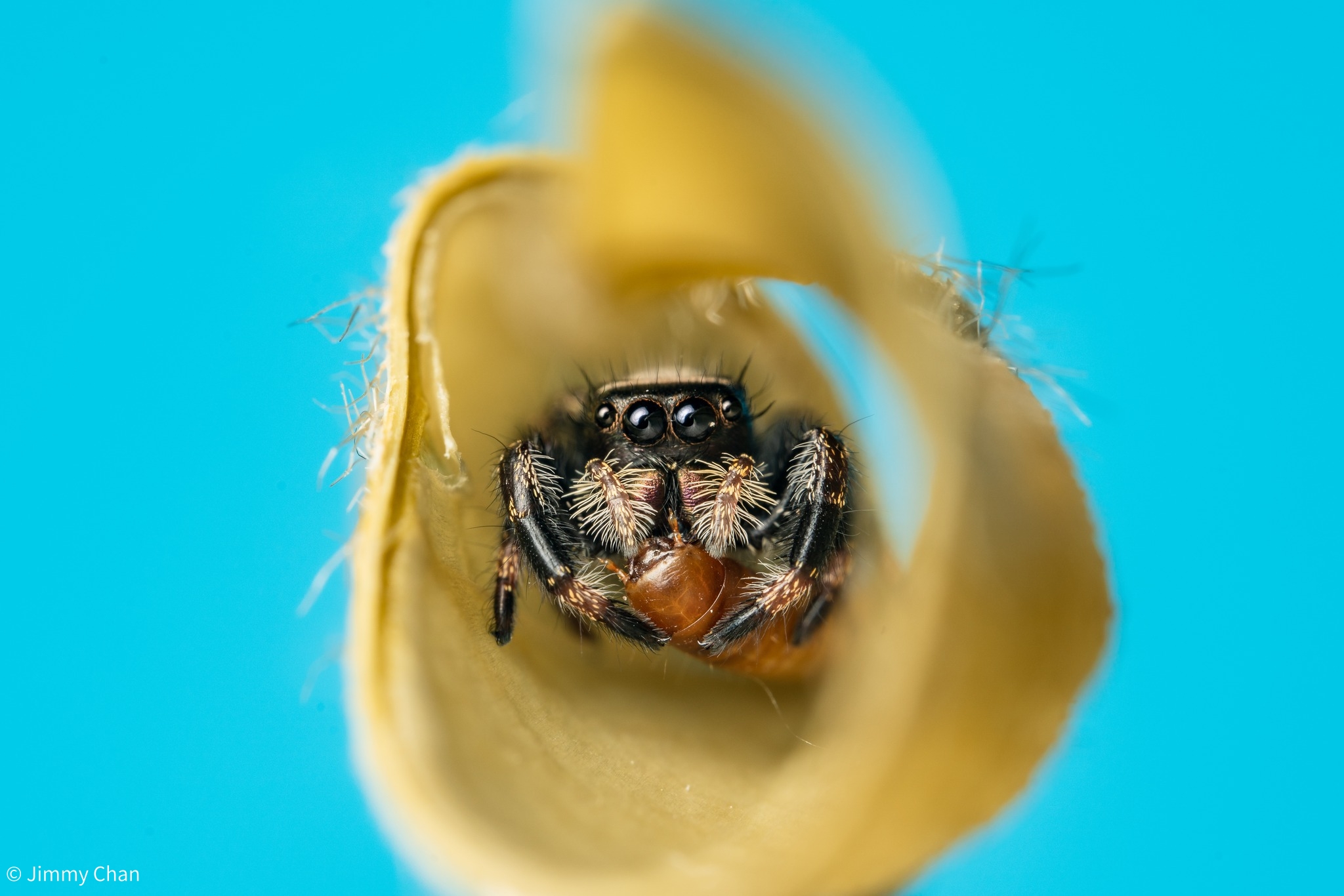 © Jimmy ChanFFⅡ 58mm F2.8 CA-Dreamer Macro 2X