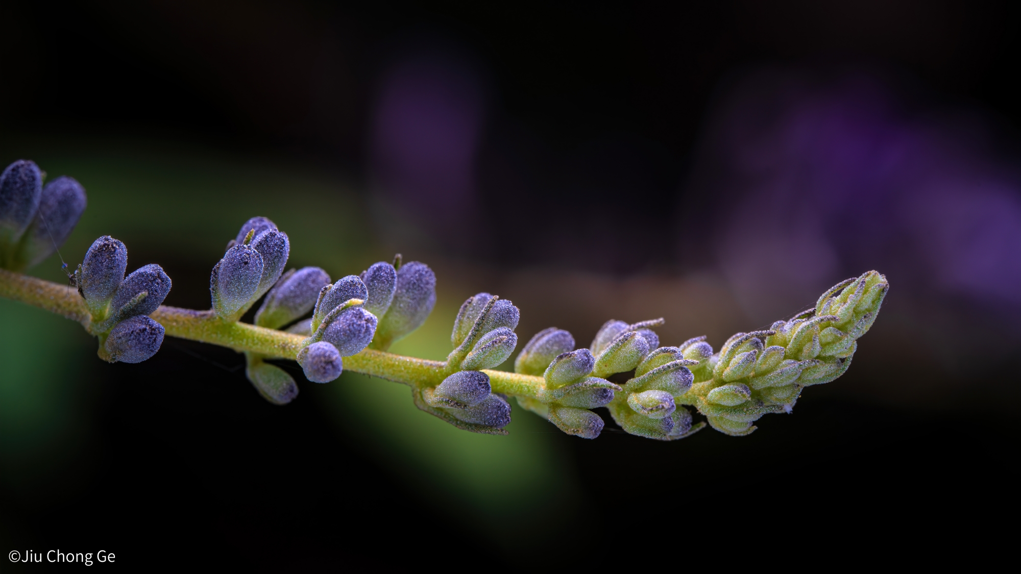 ©Jiu Chong GeFFⅡ 58mm F2.8 CA-Dreamer Macro 2X