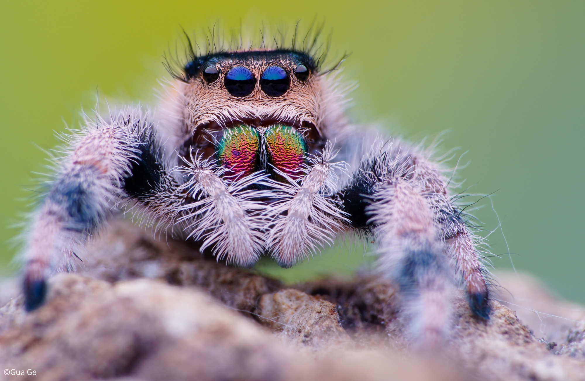 ©Gua GeFF 100mm F2.8 CA-Dreamer Macro 2X