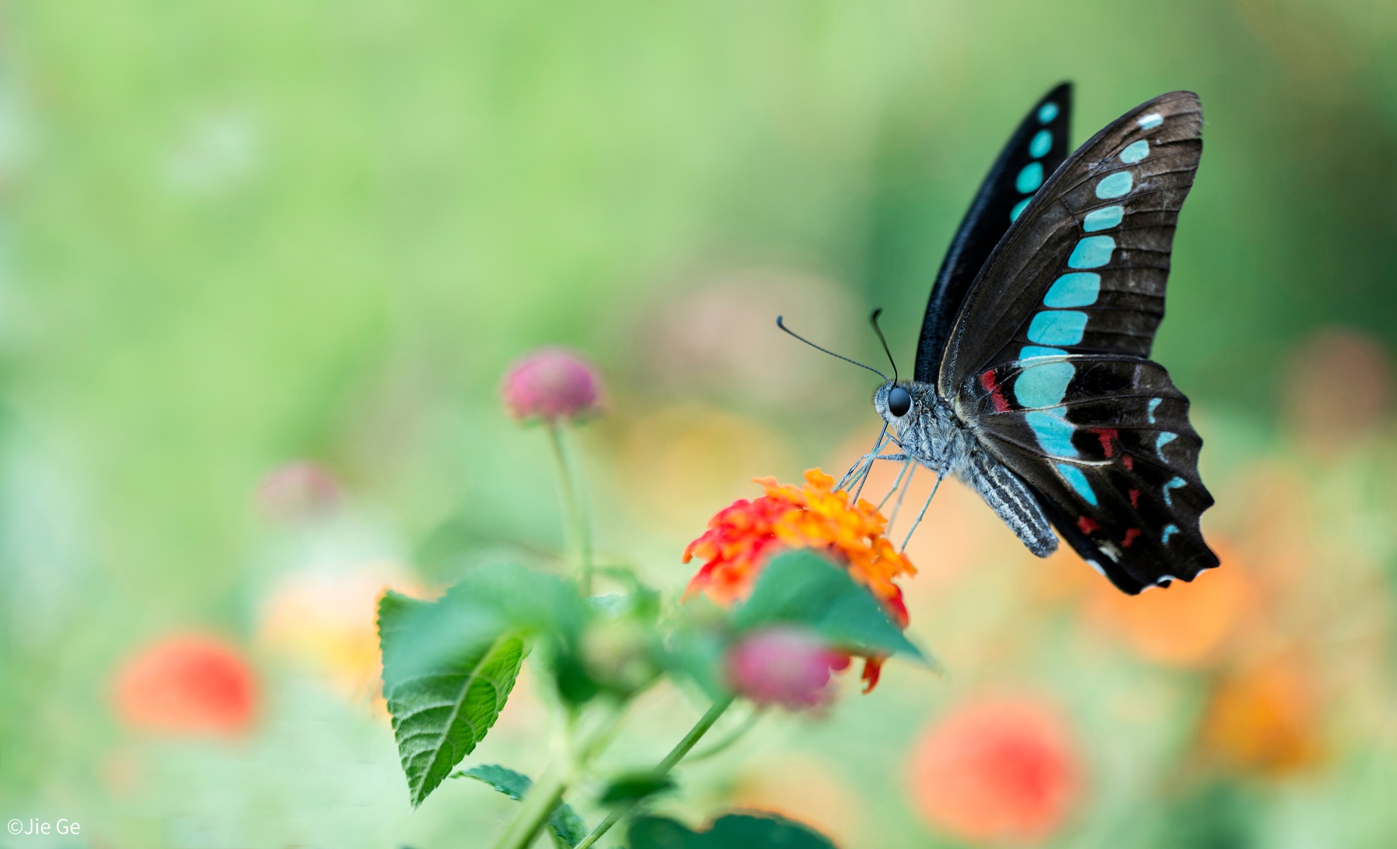 ©Jie GeFF 100mm F2.8 CA-Dreamer Macro 2X