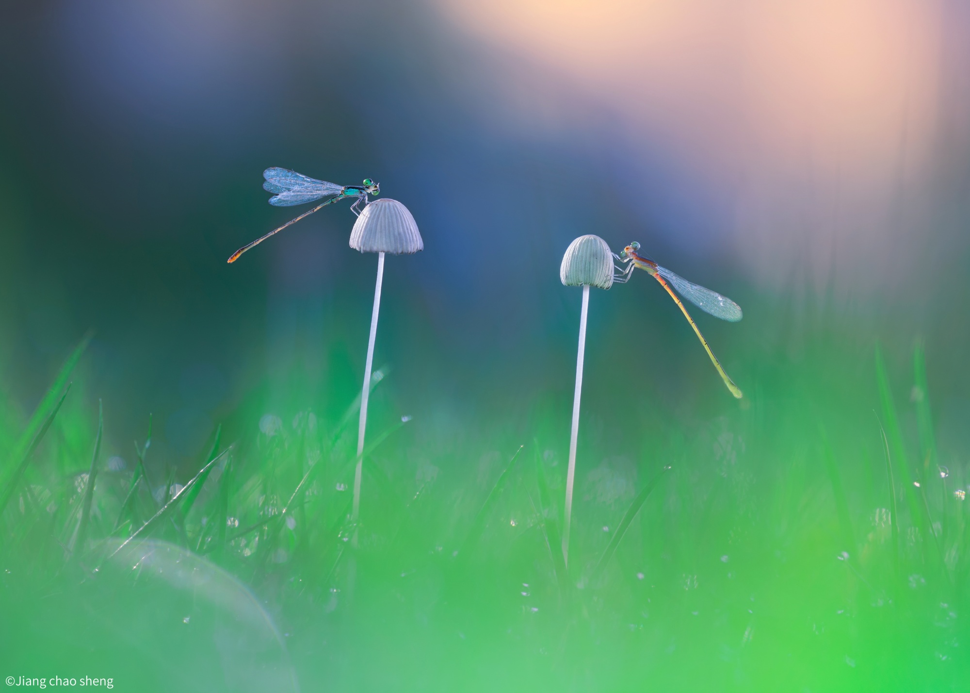 ©Jiang chao shengFF 100mm F2.8 CA-Dreamer Macro 2X
