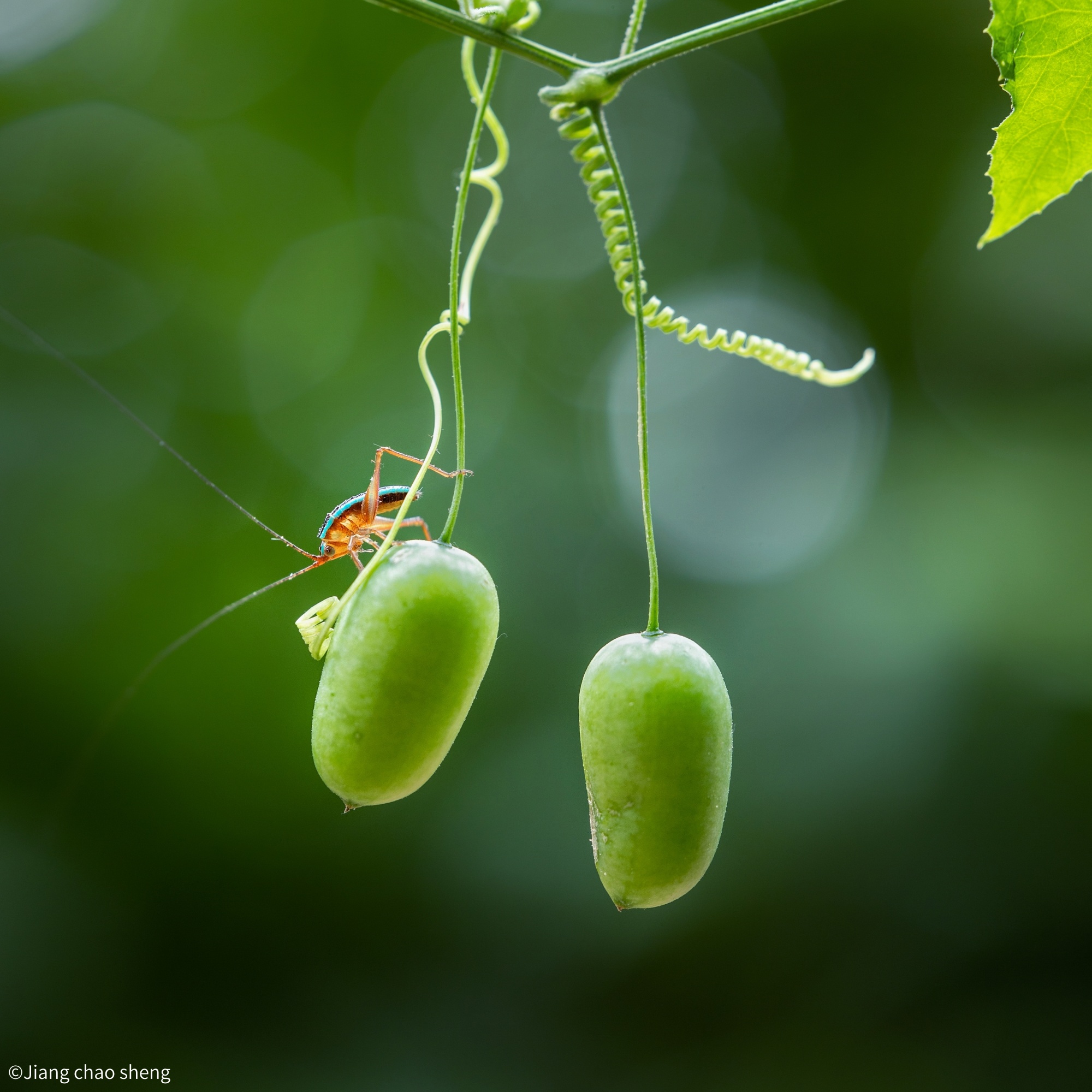 ©Jiang chao shengFF 100mm F2.8 CA-Dreamer Macro 2X