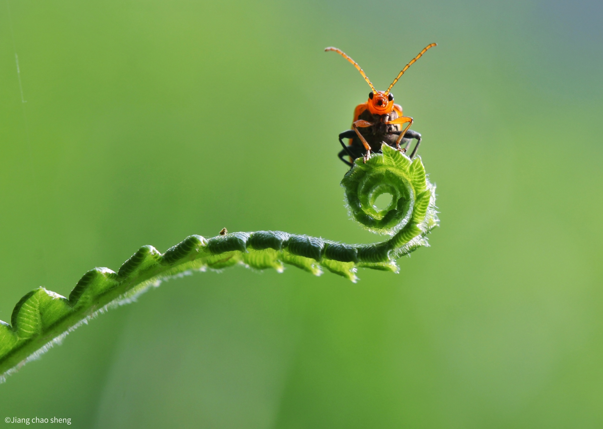 ©Jiang chao shengFF 100mm F2.8 CA-Dreamer Macro 2X