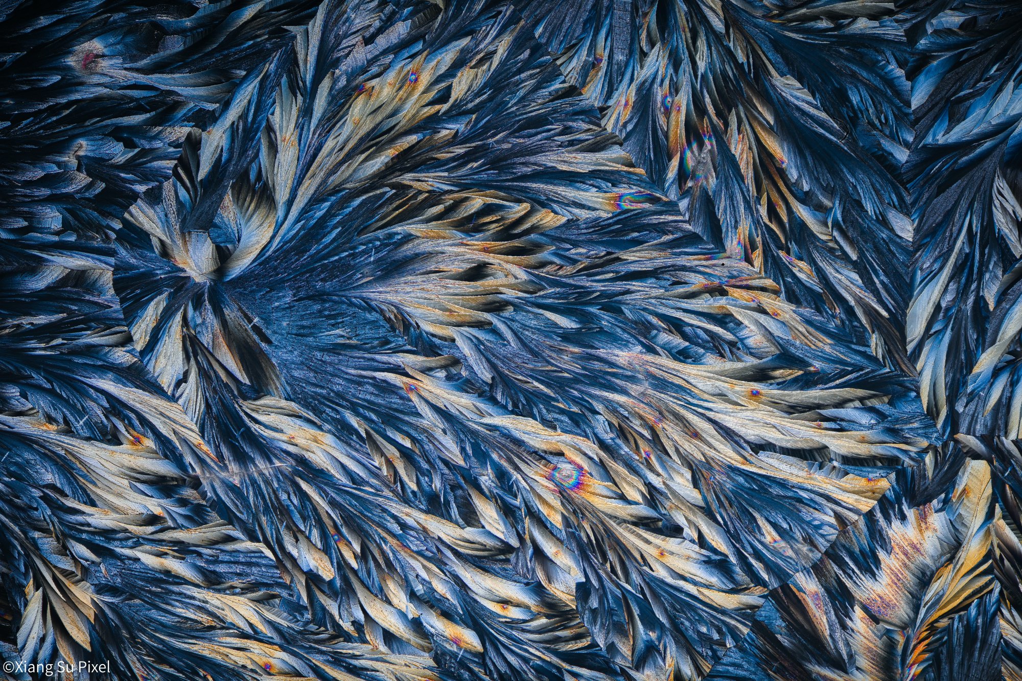 ©Xiang Su PixelFF 25mm F2.8 Ultra Macro 2.5-5X