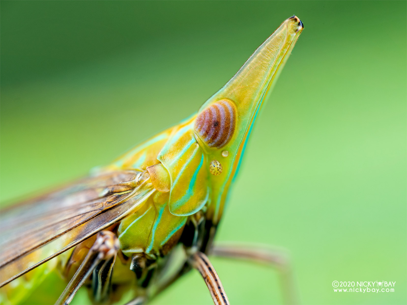 © Nicky BayMFT 50mm F2.8 CA-Dreamer Macro 2X