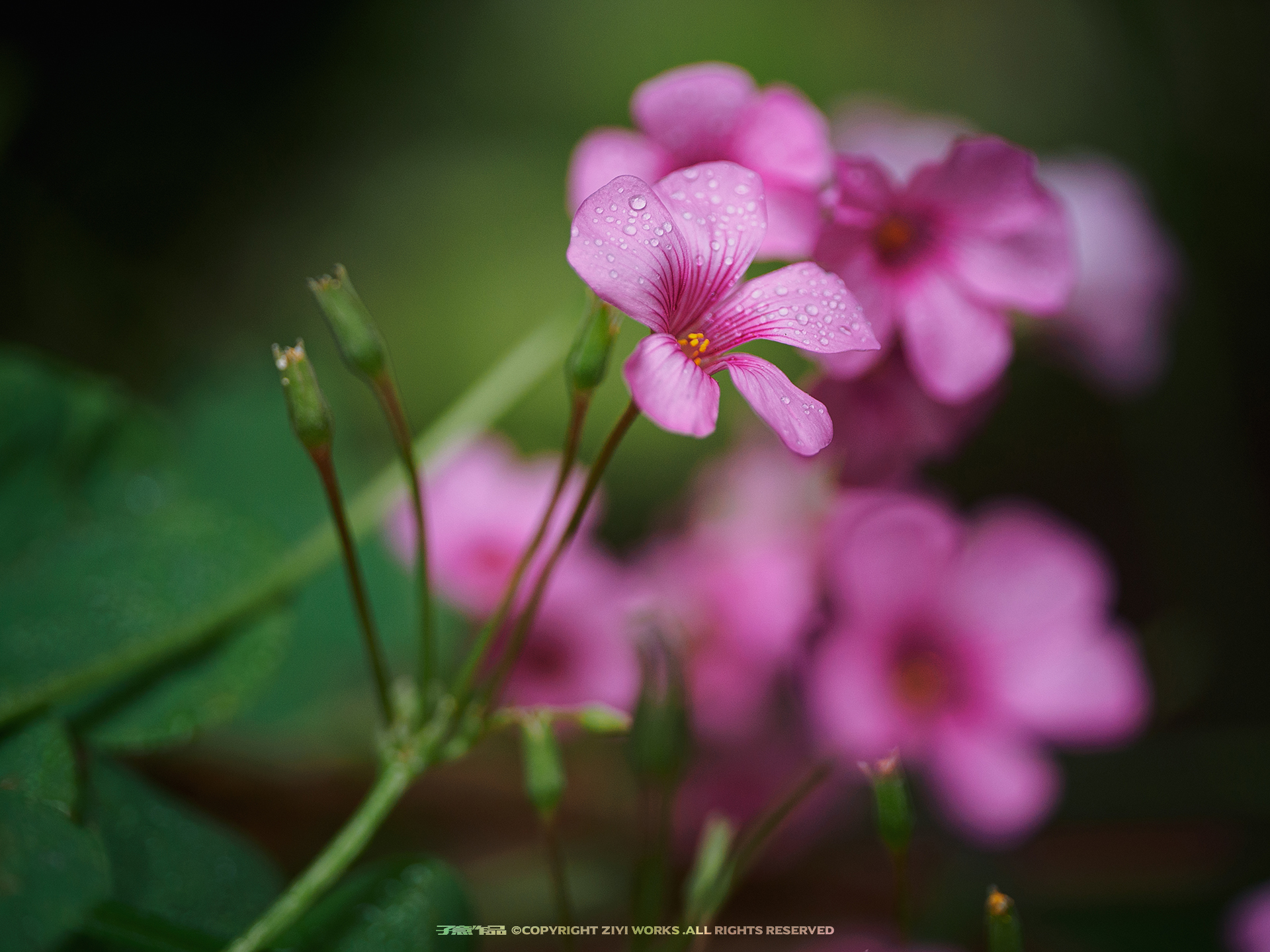 ©ZiYiMFT 50mm F2.8 CA-Dreamer Macro 2X