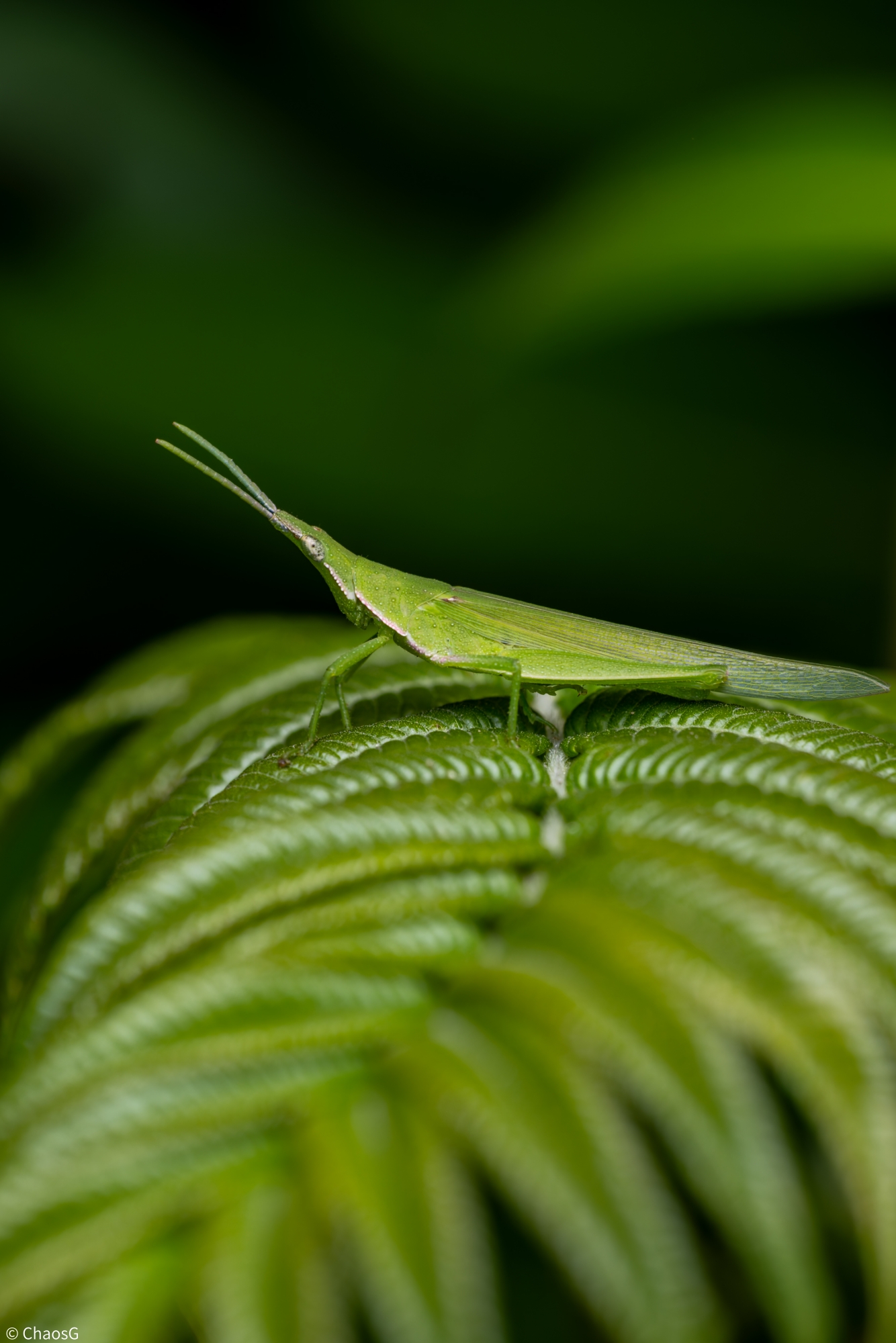 © ChaosGCF 65mm F2.8 CA-Dreamer Macro 2X