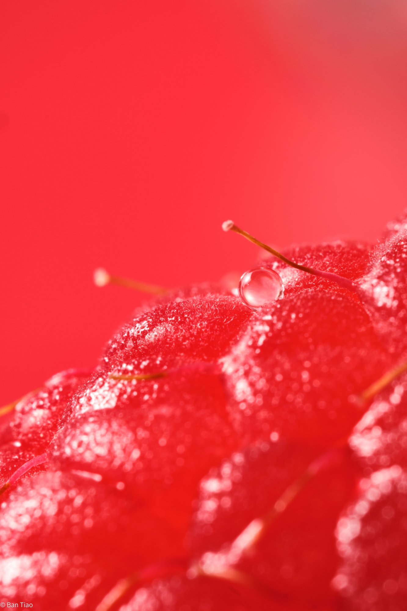 © Ban TiaoCF 65mm F2.8 CA-Dreamer Macro 2X