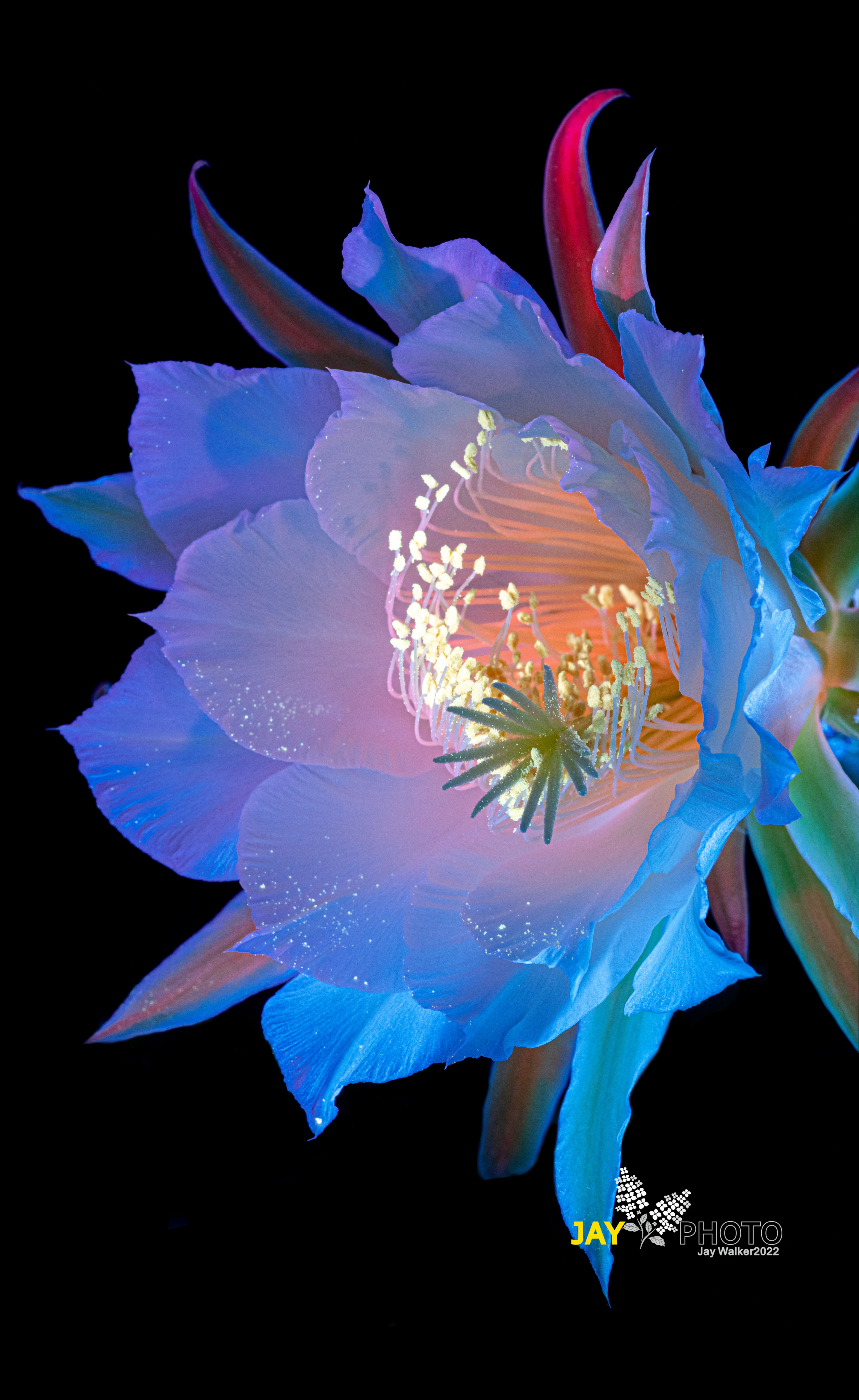 © JayCF 65mm F2.8 CA-Dreamer Macro 2X