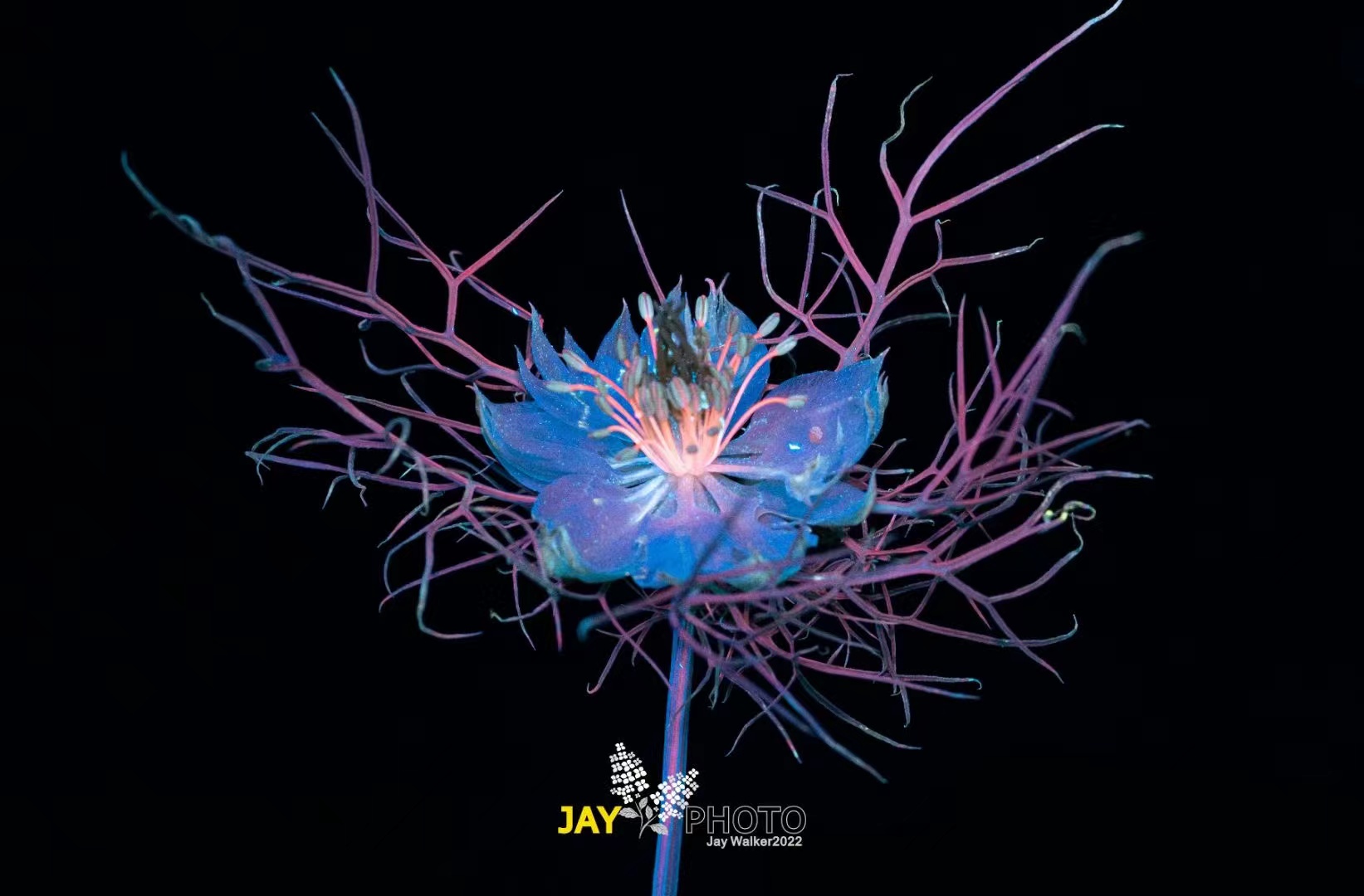 © JayCF 65mm F2.8 CA-Dreamer Macro 2X