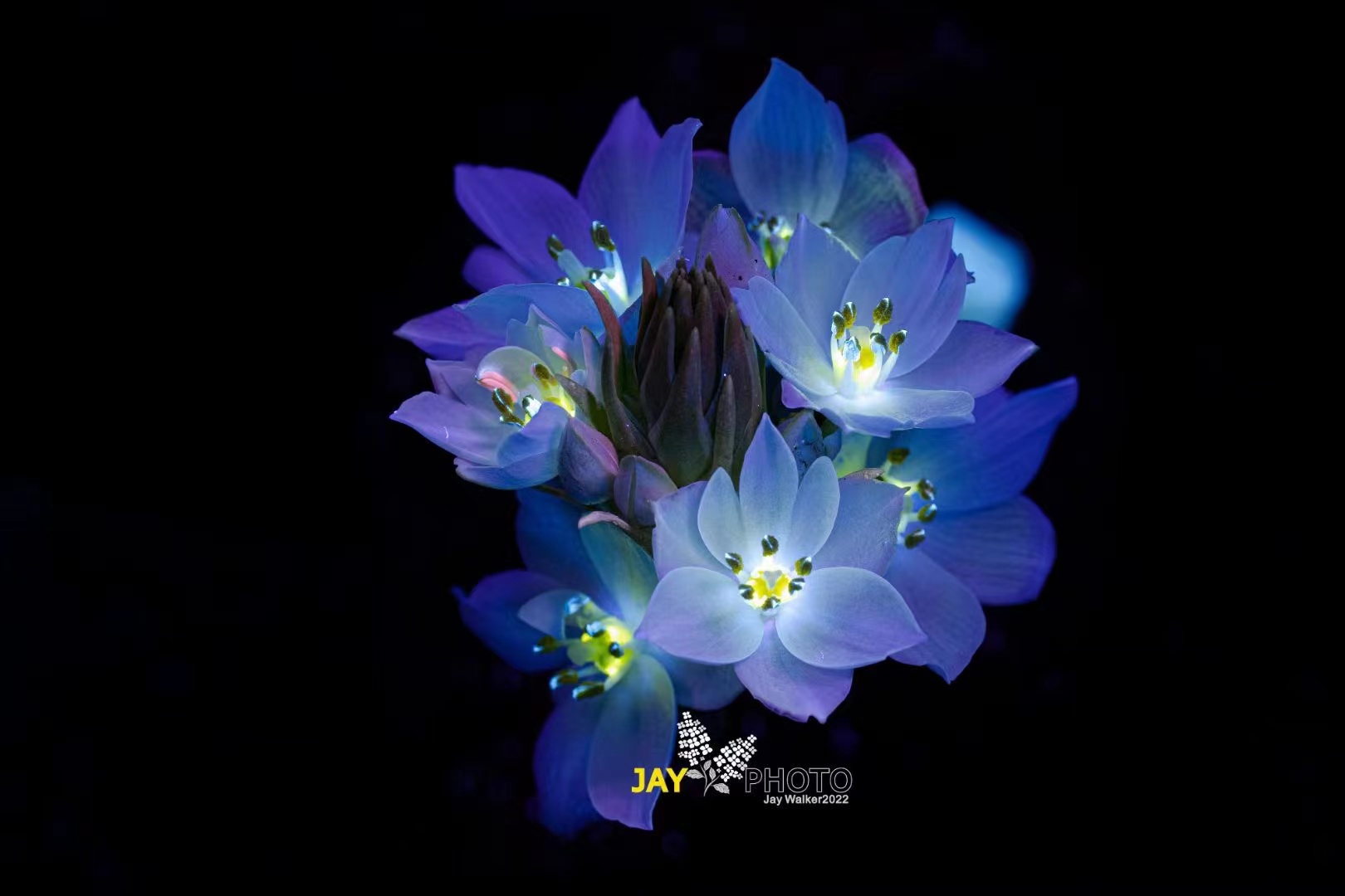 © JayCF 65mm F2.8 CA-Dreamer Macro 2X