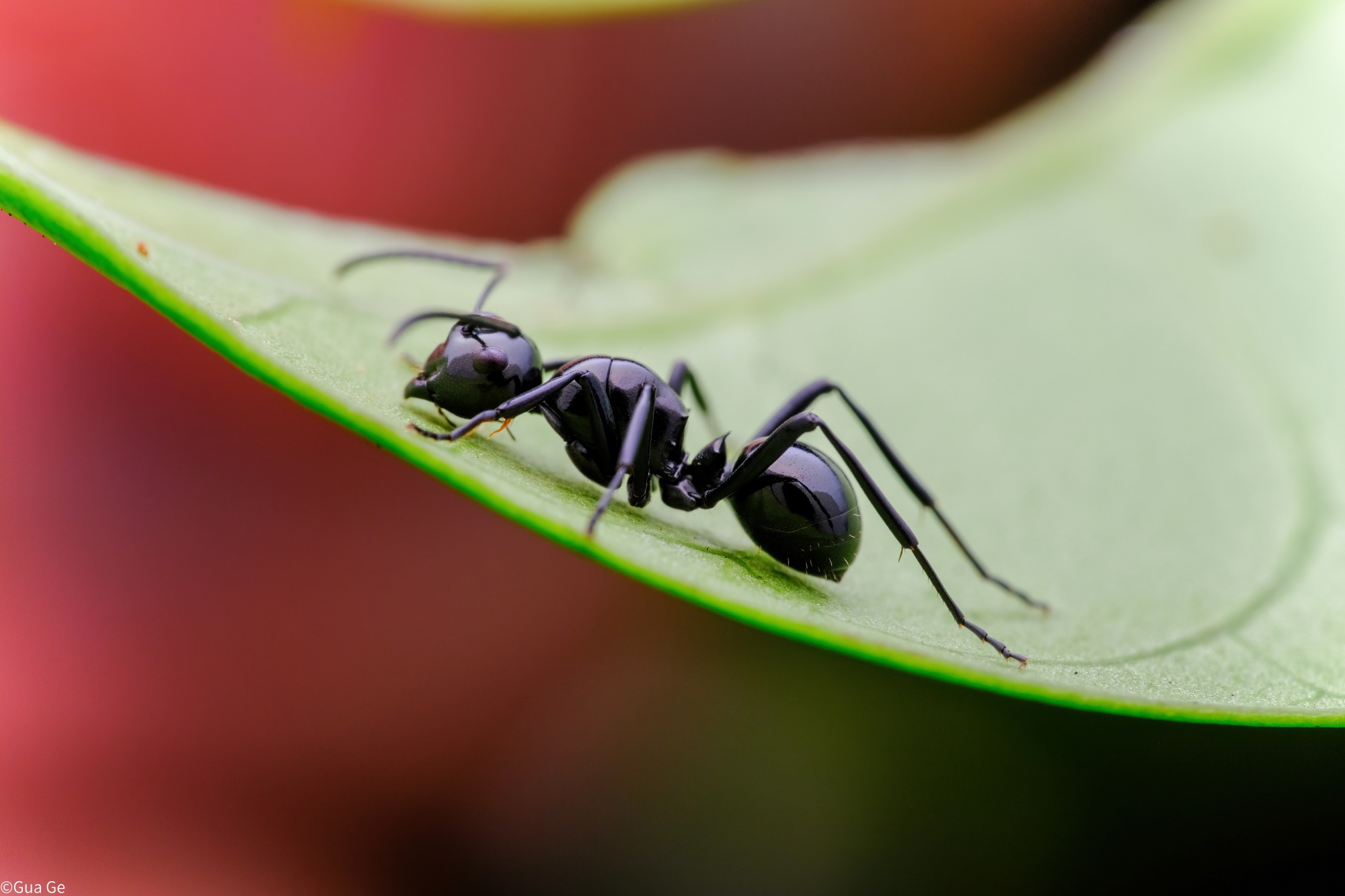 ©Gua GeFF 45mm F2.8 ULTRA MACRO 1-5X APO / FF 17.5mm F1.7 ULTRA MACRO