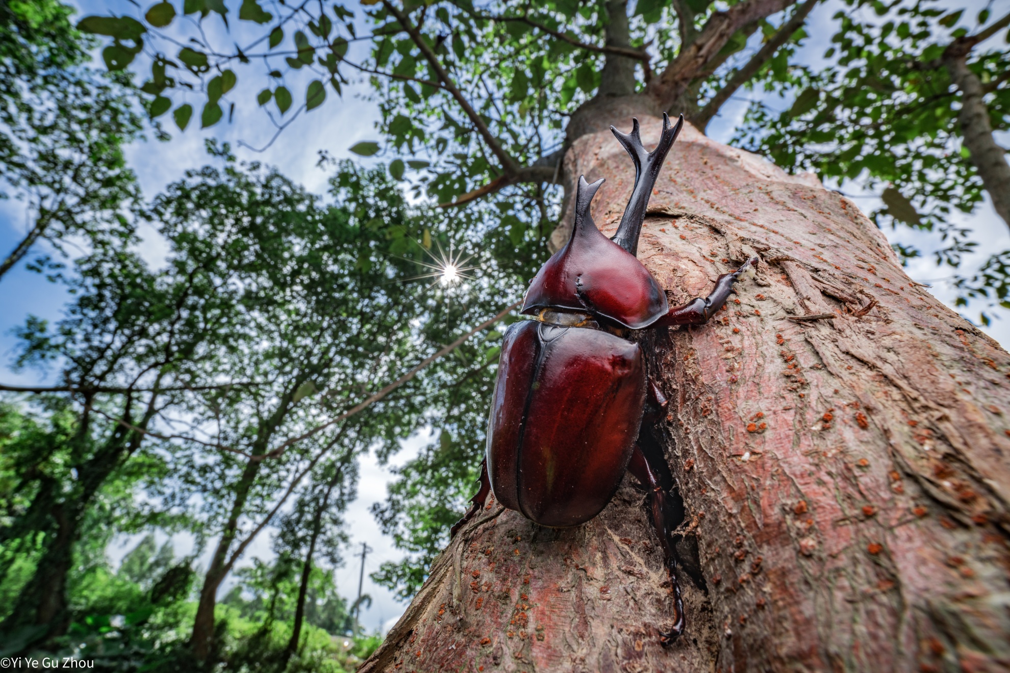 ©Yi Ye Gu ZhouFF 15mm F4.0 Macro 1X Shift