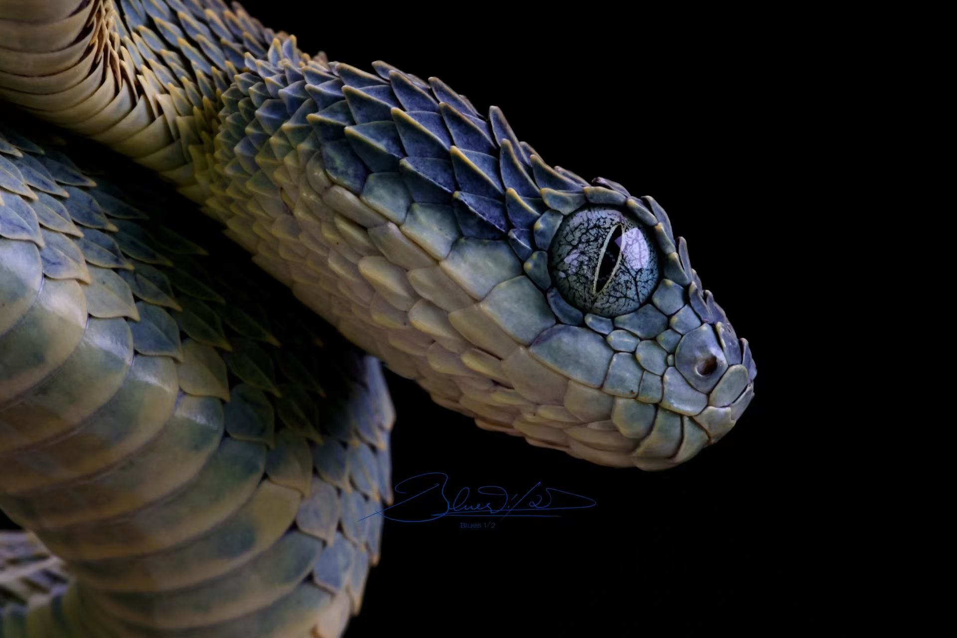 ©Er Fen Zhi Yi LanCF 60mm F2.8 Super Macro 2X