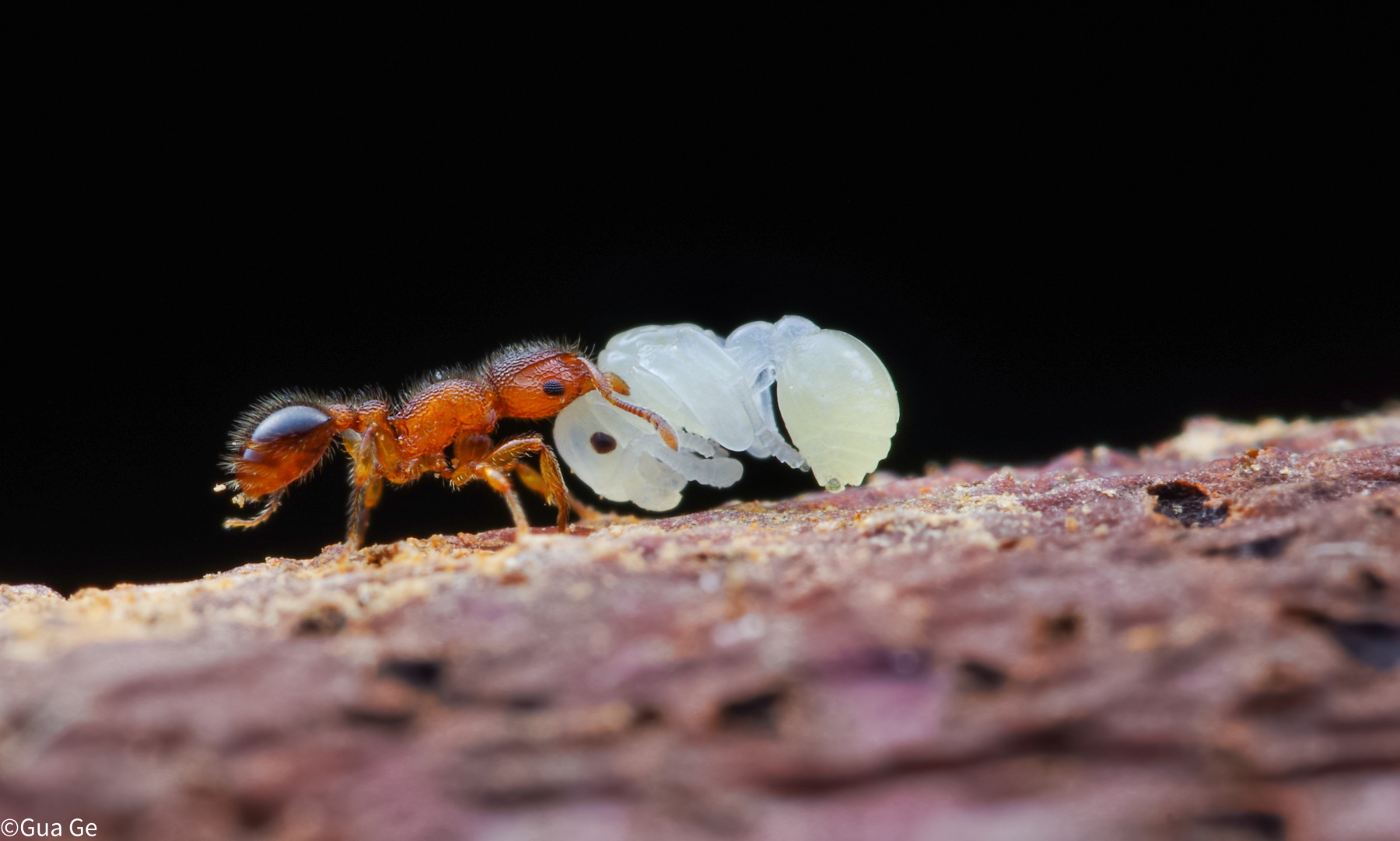 ©Gua GeCF 60mm F2.8 Super Macro 2X