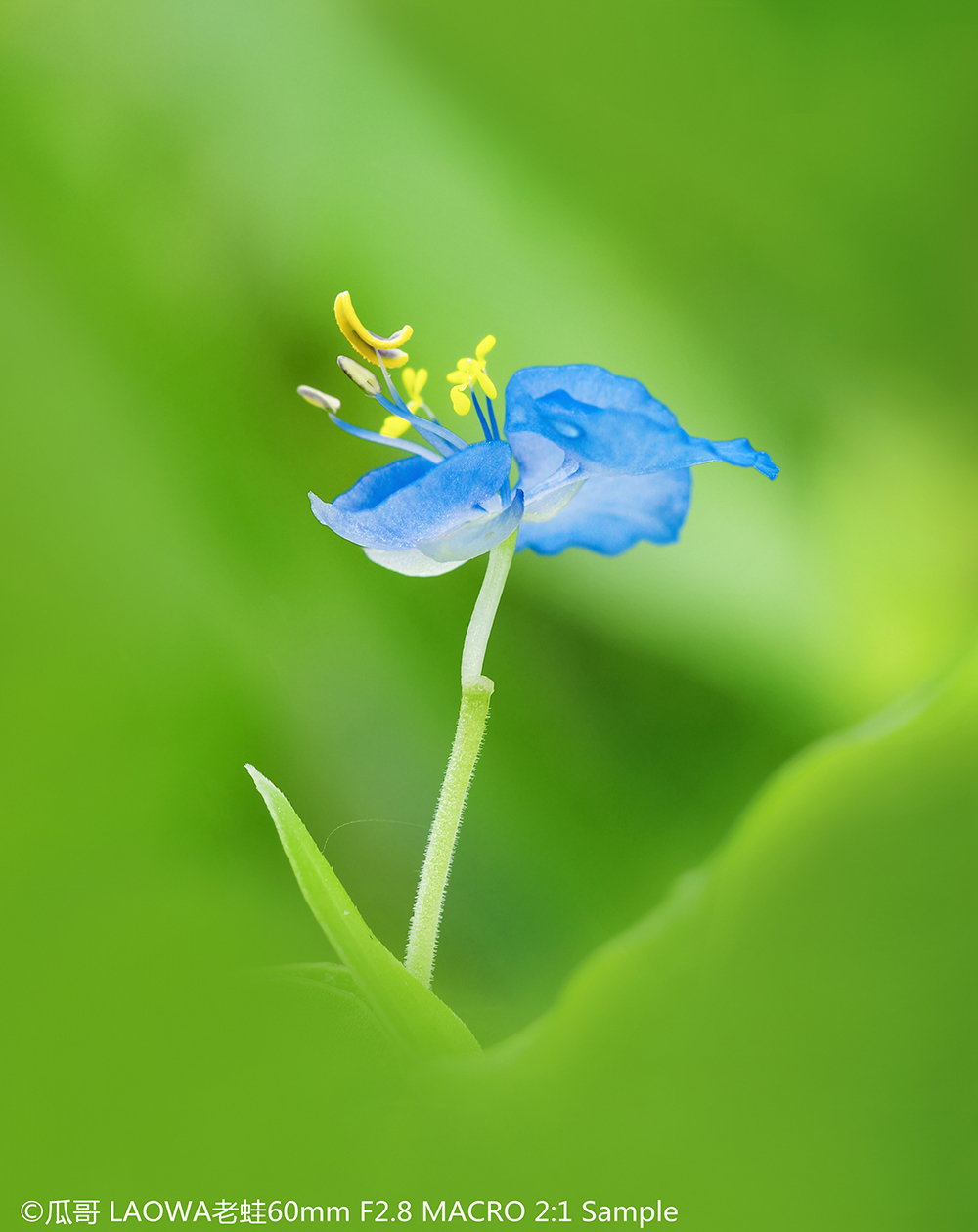 ©Gua GeCF 60mm F2.8 Super Macro 2X