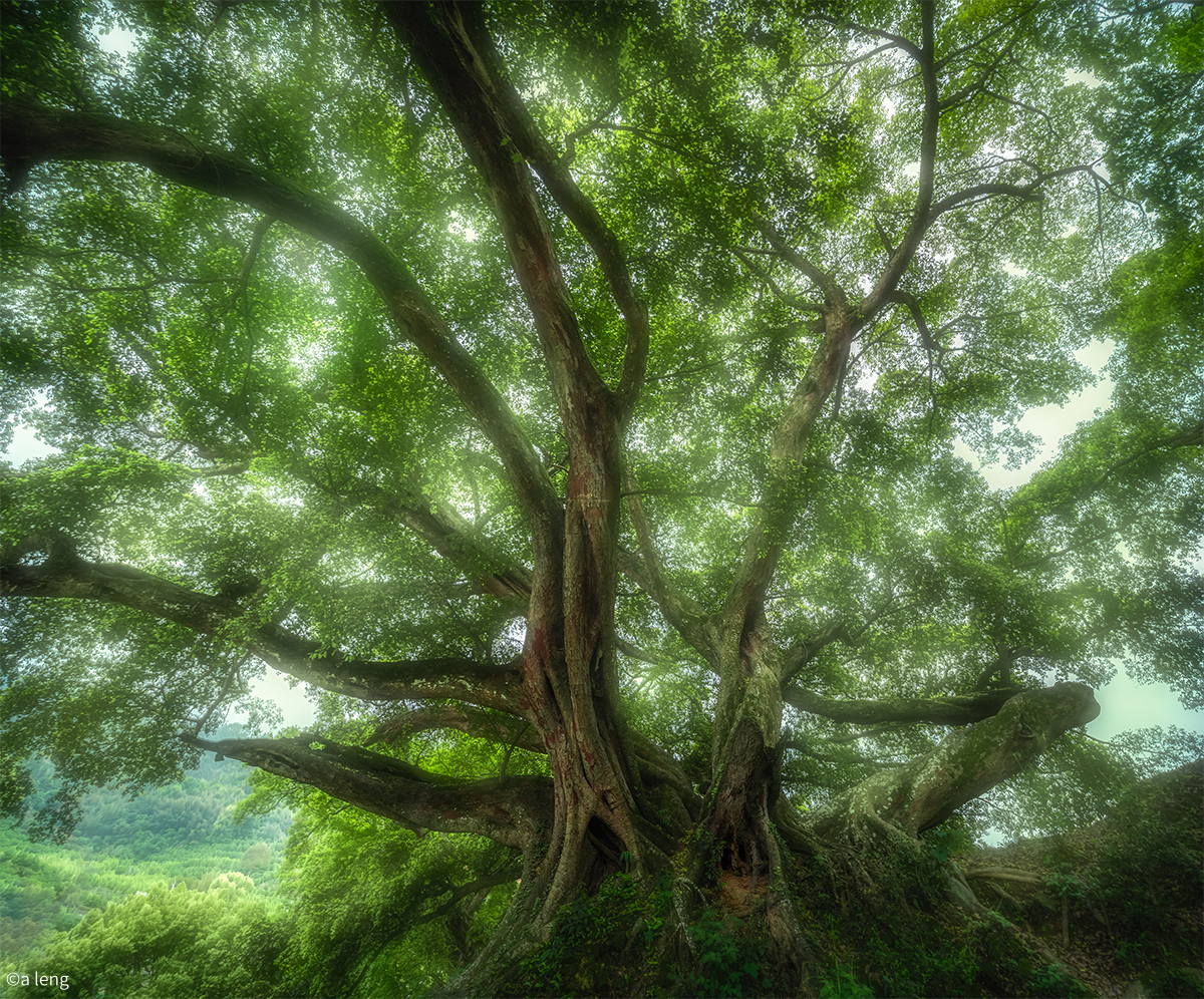 ©a leng19mm F2.8 C&D-Dreamer