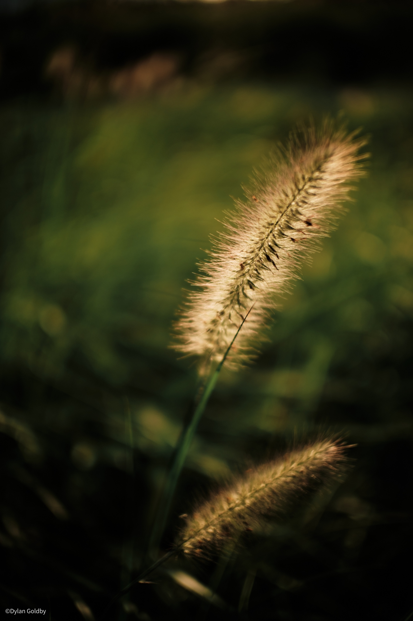 ©Dylan GoldbyCF Argus 25mm f/0.95 APO